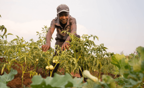 Can Ancient Agricultural Practices Hold the Key to Solving Modern Food Security Challenges?