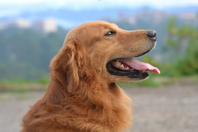 Nutrition Tips for Maintaining Healthy Joints and Mobility in Dogs
