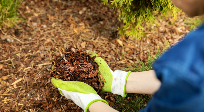 Maintaining Pine Straw Mulch for Long-Term Effectiveness