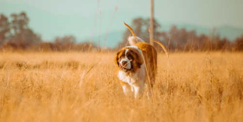 If you’re searching for the ultimate dog friendly holiday in Herefordshire, you’re in for a treat. This beautiful county on the Welsh border is a haven for outdoor enthusiasts and their four-legged companions.