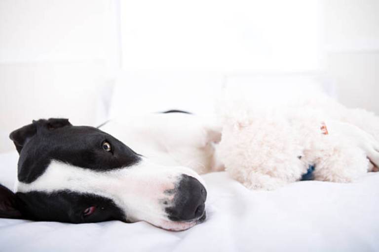 Large Dog Bed Cover: The Ultimate Guide to Comfort, Protection, and Style for Big Breeds 