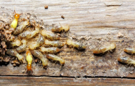 Step-by-Step Guide to Professional Termite Control from Inspection to Prevention