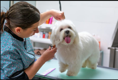 Why Regular Dog Grooming Is Essential for Your Pet’s Health