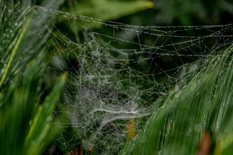 online growth web model